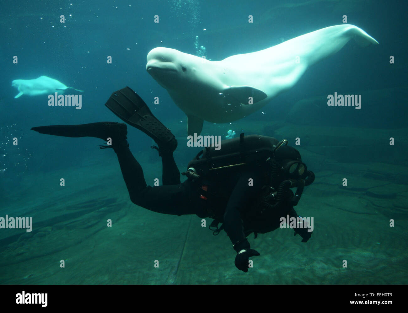 Vancouver. 18 gennaio, 2015. Royal Canadian Navy diver Andy O'Brien nuota in un serbatoio di beluga durante il Vancouver Aquarium's 16th Annual Diver's Weekend in Vancouver, Canada, su GEN18, 2015. Credito: Sergei Bachlakov/Xinhua/Alamy Live News Foto Stock