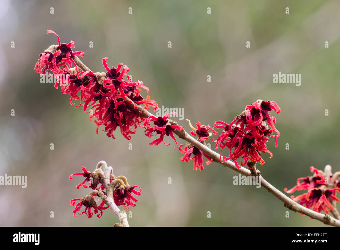 Fragrante, wispy fiori invernali di amamelide, Hamamelis x intermedia 'Diane' Foto Stock