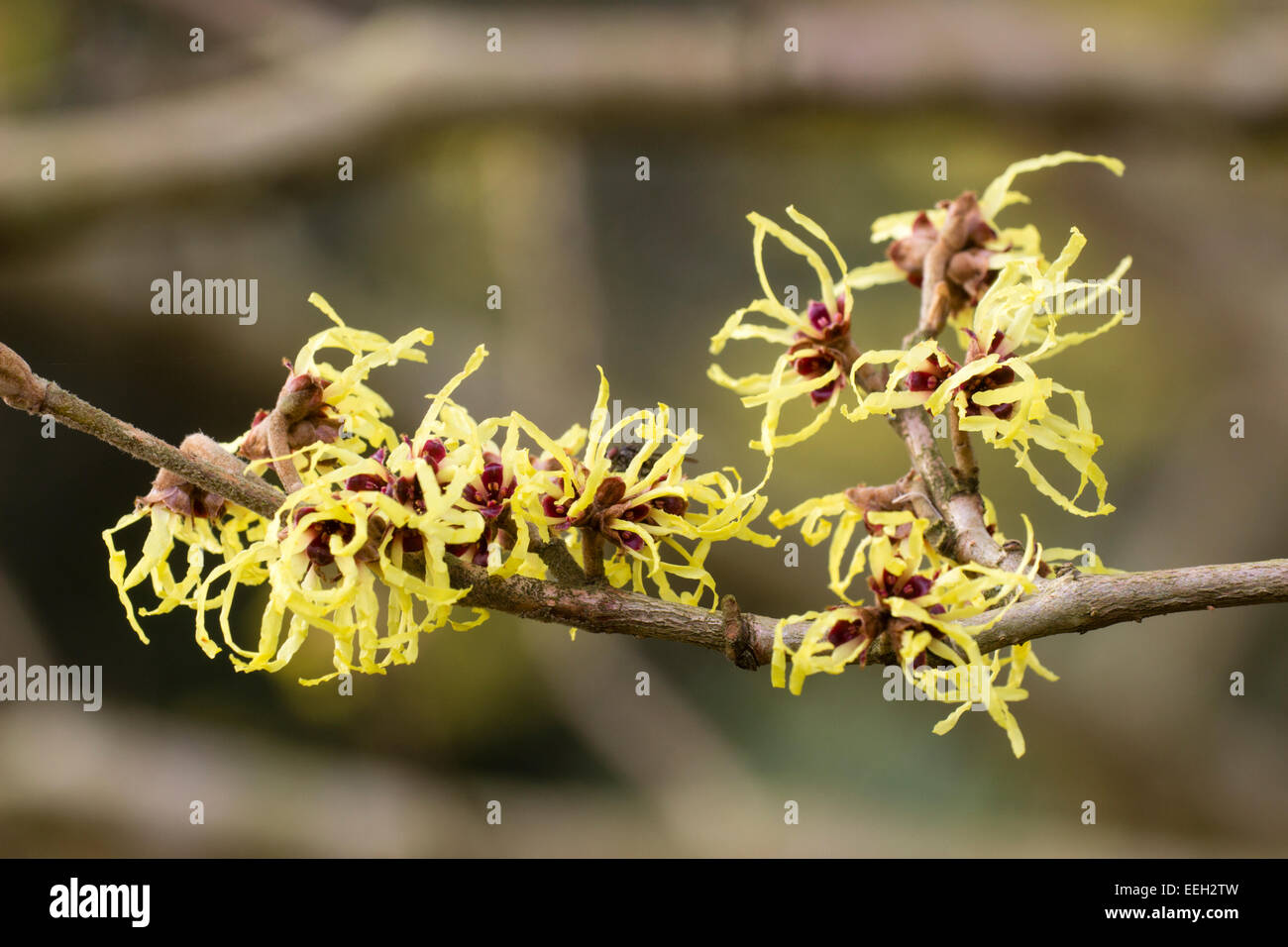 Fragrante, wispy fiori invernali di amamelide, Hamamelis x intermedia 'Pallida' Foto Stock
