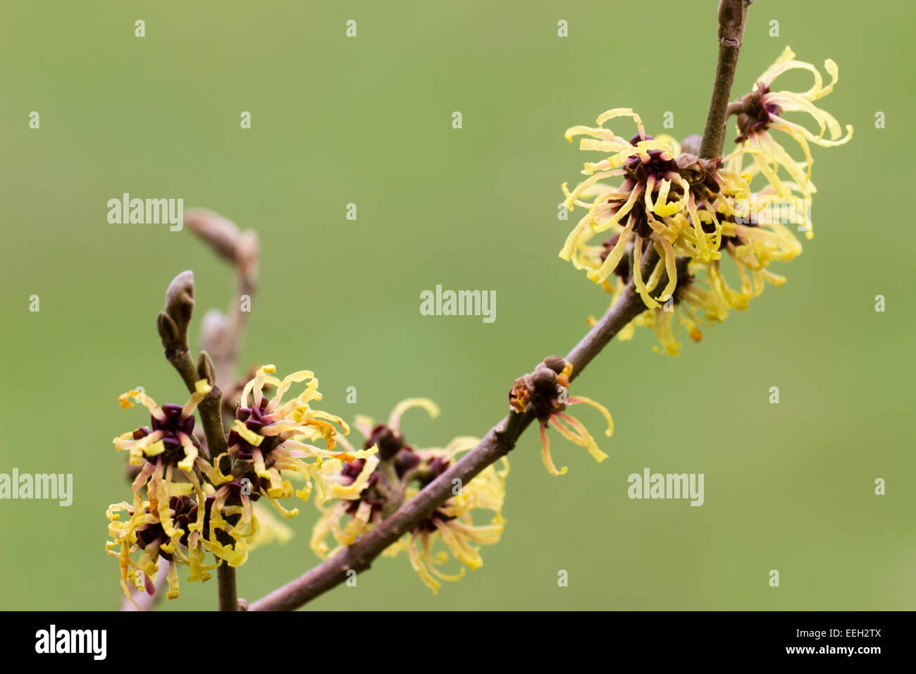Wispy, fragranti fiori invernali di amamelide, Hamamelis x intermedia "Primavera" Foto Stock