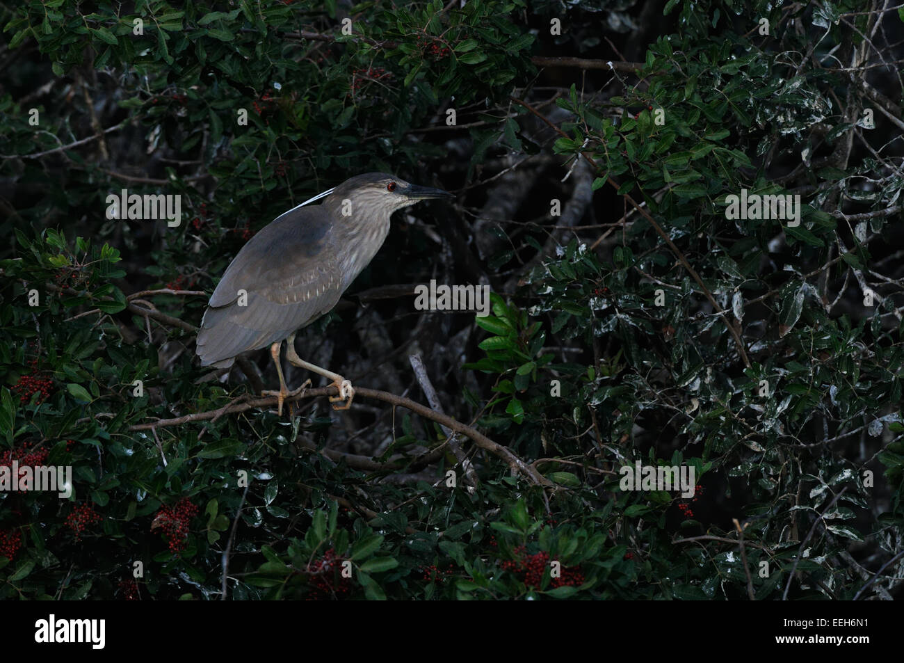 Nero-incoronato Night-Heron (Nycticorax nycticorax) vicino Venezia sulla costa occidentale della Florida, appena a sud di Tampa e a Sarasota. Foto Stock