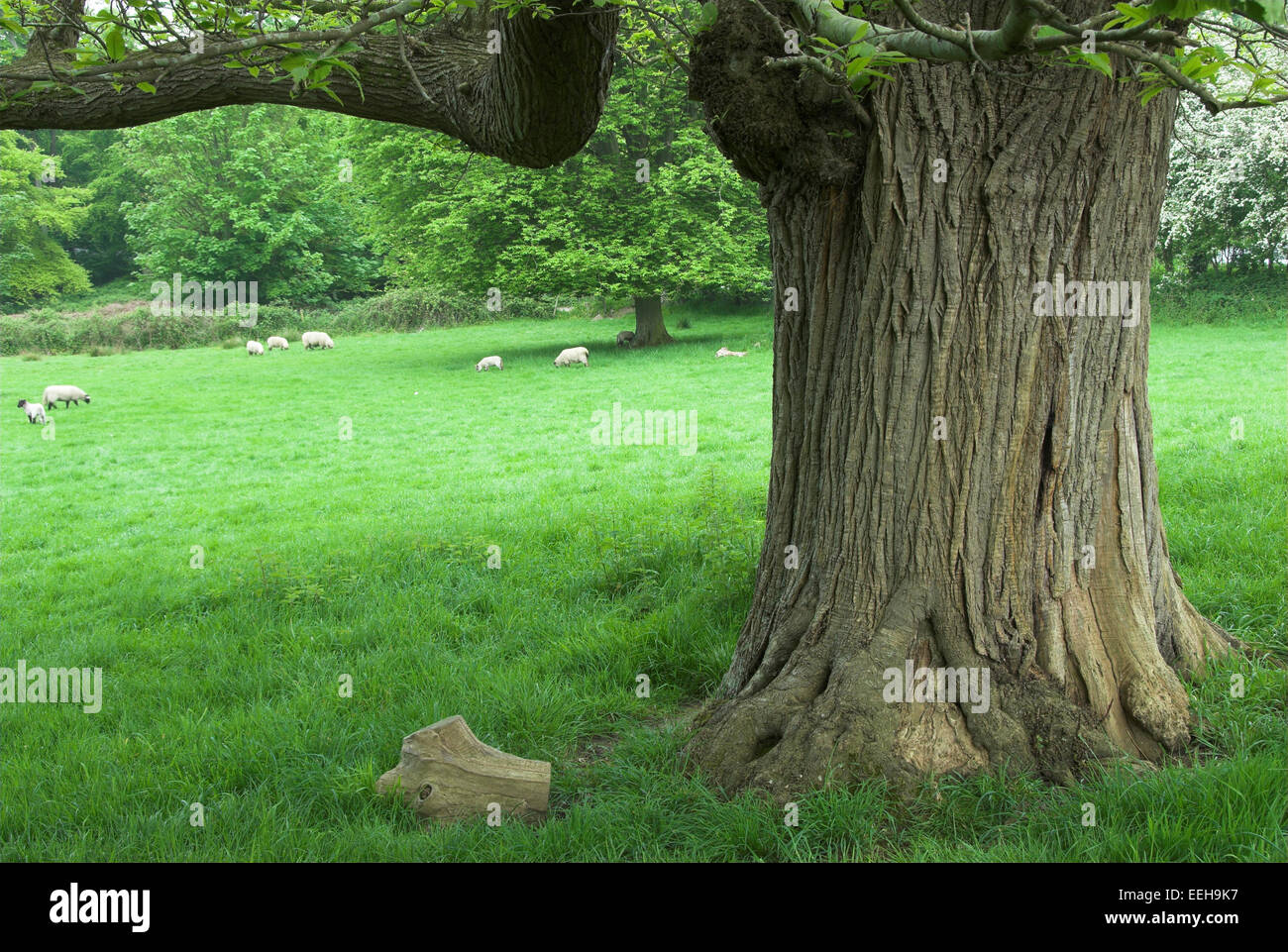 Sweet Chestnut Tree e pecore in campo vicino paese di Upton Park auto park, Dorset, Regno Unito Foto Stock