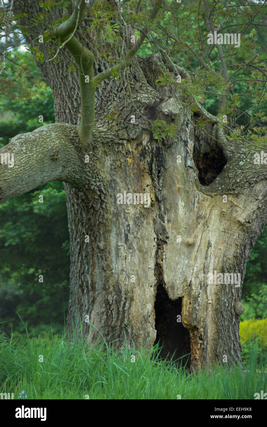 Antico albero di cenere. Dorset, Regno Unito Foto Stock