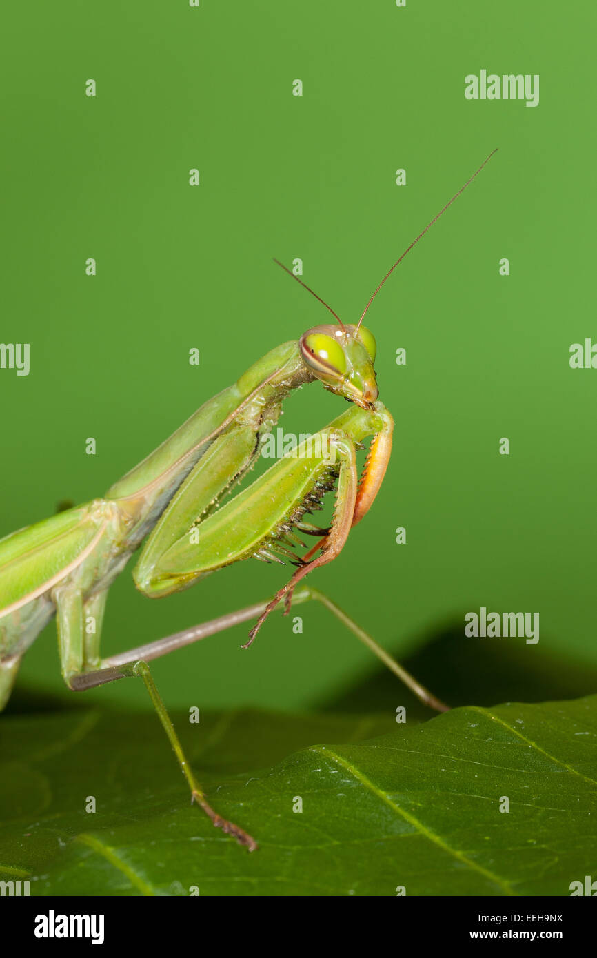 Mantide Religiosa mantises, mantes, mantid, Europäische Gottesanbeterin, Fangschrecke, mantide religiosa, mante religieuse Foto Stock