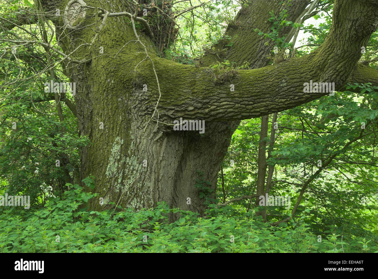 Antica pedunculate Oak tree. Dorset, Regno Unito Foto Stock