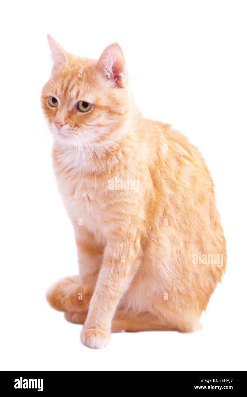 Gatto rosso su sfondo bianco, isolato Foto Stock