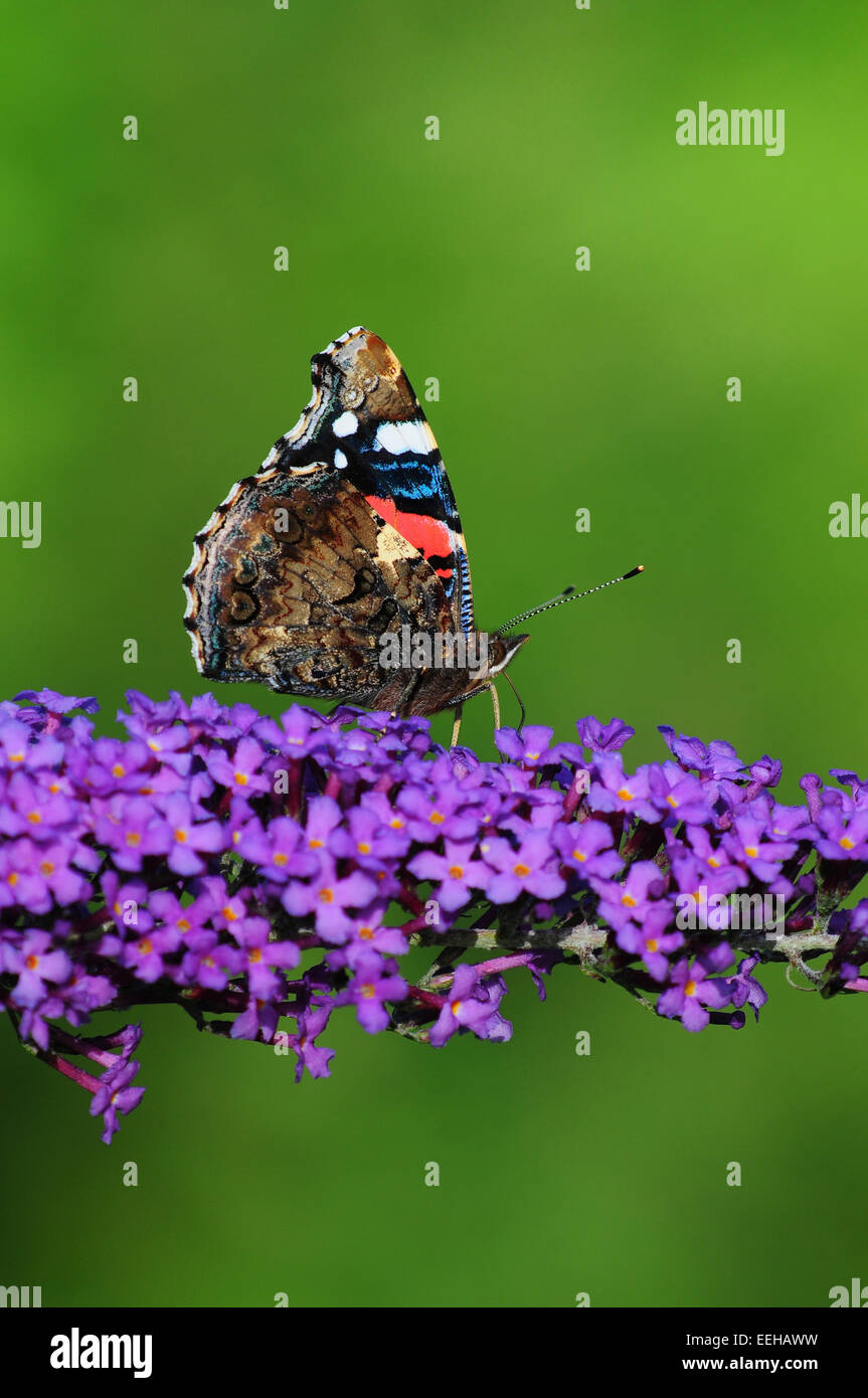 Red admiral butterfly sorseggiando il nettare dai fiori buddleia. Foto Stock