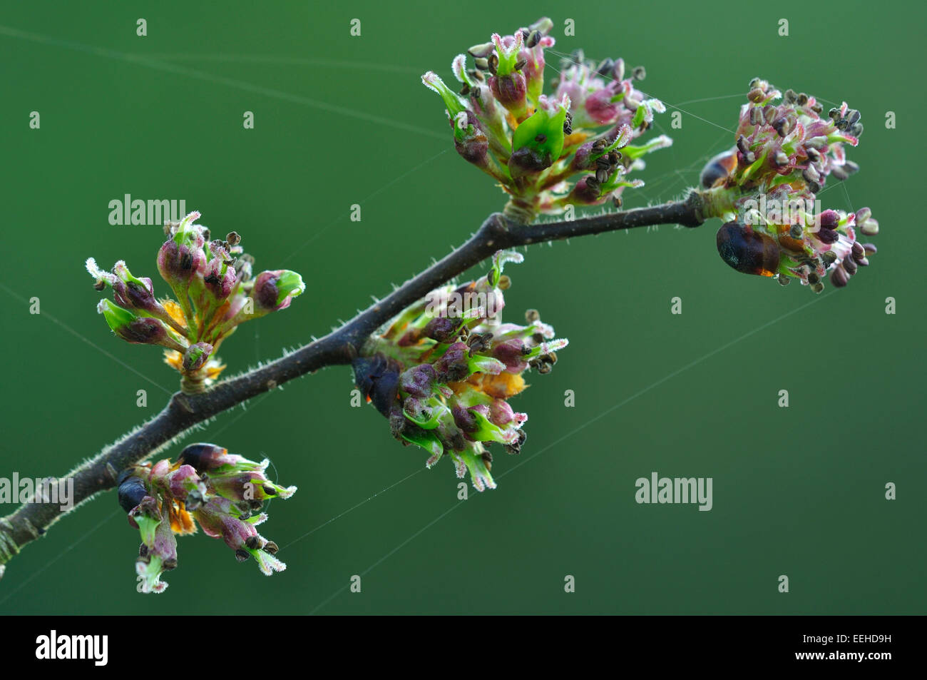 Wych elm blossom nella primavera del Regno Unito Foto Stock