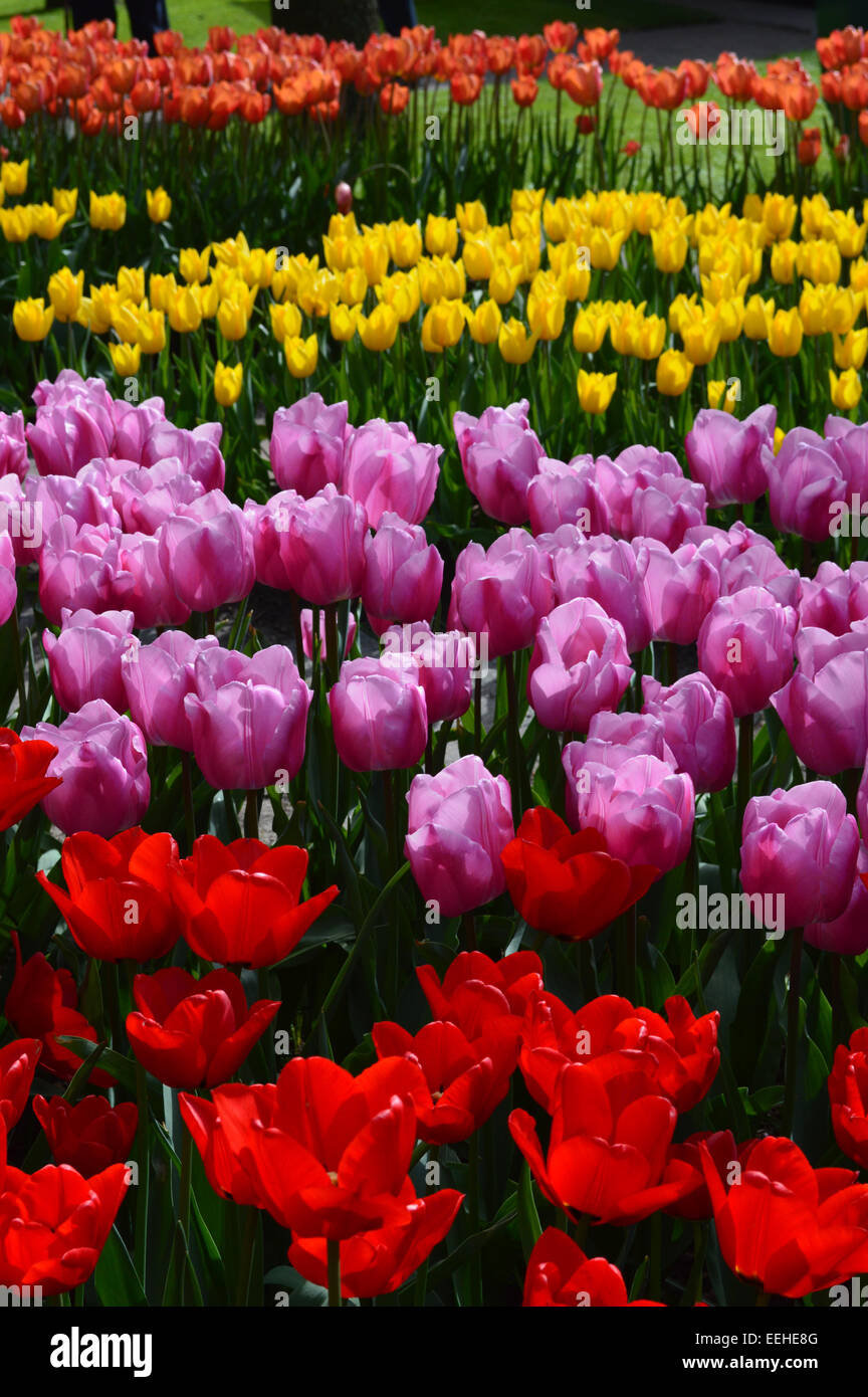 Letti misti di tulipani sul display in aiuole in giardino keukenhof olanda Foto Stock