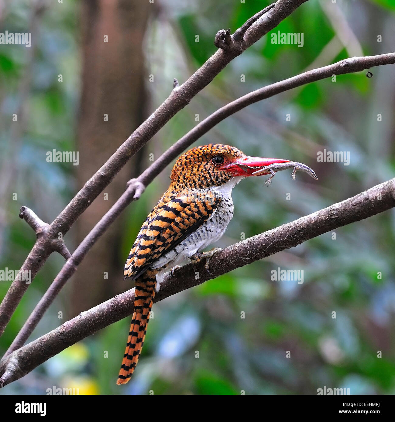 Colorati uccelli Kingfisher, femmina nastrare Kingfisher (Lacedo pulchella) con la preda, in piedi sul ramo di alimentazione di stagione Foto Stock