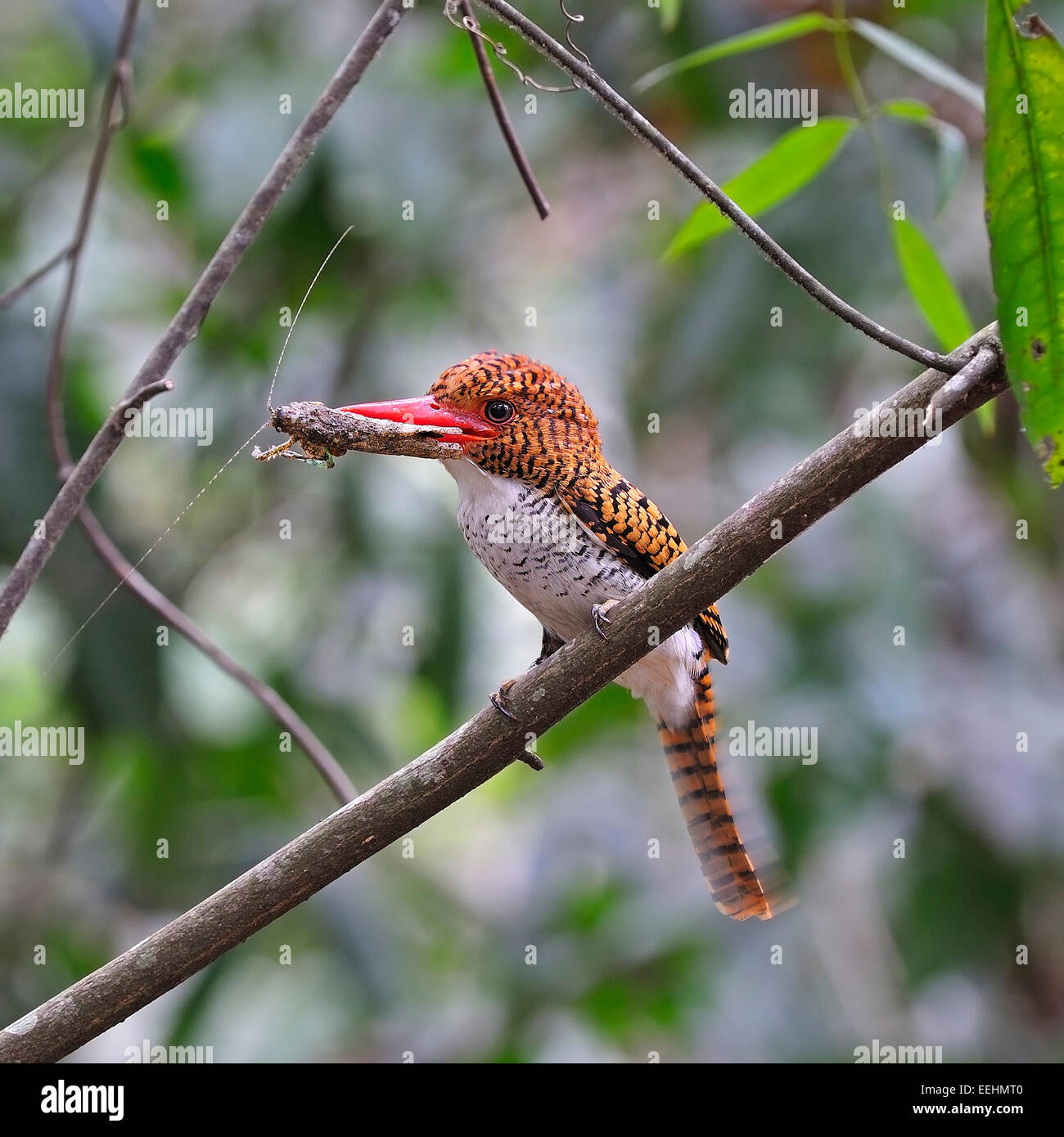 Colorati uccelli Kingfisher, femmina nastrare Kingfisher (Lacedo pulchella) con la preda, in piedi sul ramo di alimentazione di stagione Foto Stock