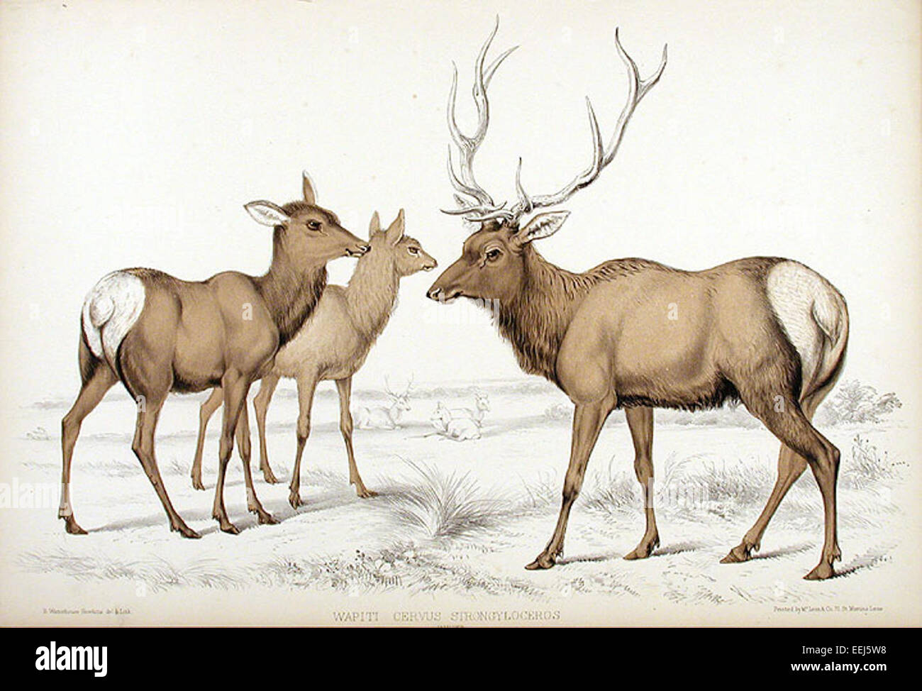 Benjamin Waterhouse Hawkins era un artista e scultore inglese, meglio conosciuto per i suoi modelli a grandezza naturale di creature preistoriche, esposti al Crystal Palace di Londra. Ha contribuito in modo significativo allo studio della paleontologia attraverso le sue opere d'arte. Foto Stock