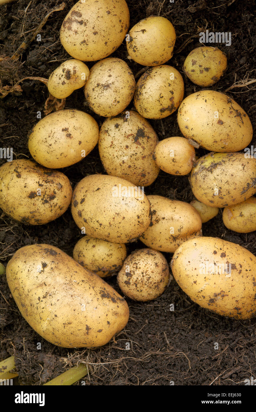 Raccolto di appena scavato patate primaticce Foto Stock