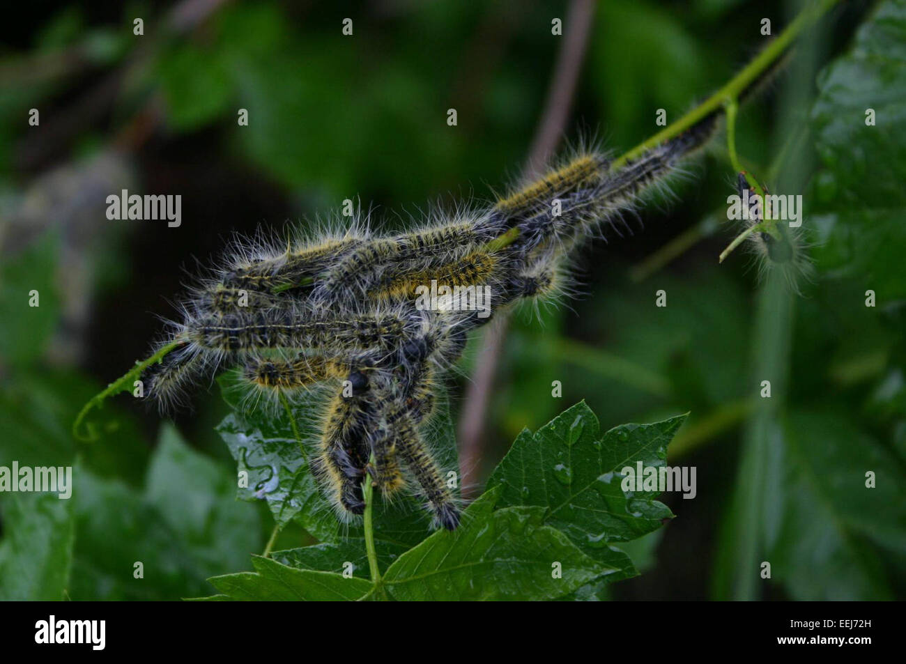 Bombycomorpha bifascia è una specie di falena della famiglia Saturniidae, originaria del Sud America. La falena è nota per il suo aspetto suggestivo, con distinte bande bianche e nere sulle ali. Fa parte del variegato gruppo di falene di seta, note per le loro grandi dimensioni e i loro motivi unici. Foto Stock