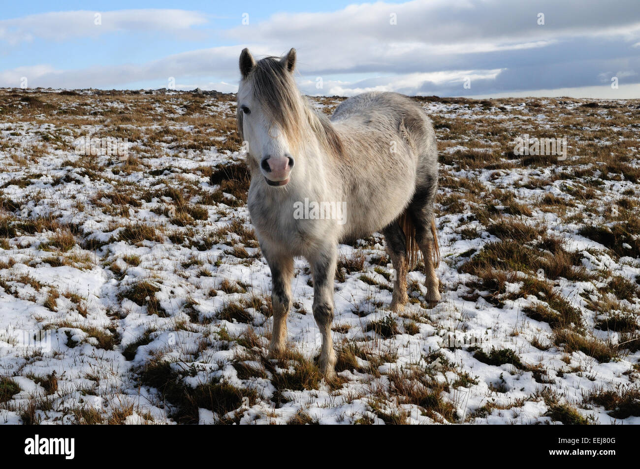 Wild Welsh pony grigio sul nero la gamma della montagna di neve nel Parco Nazionale di Brecon Beacons Carmarthenshire Galles Foto Stock