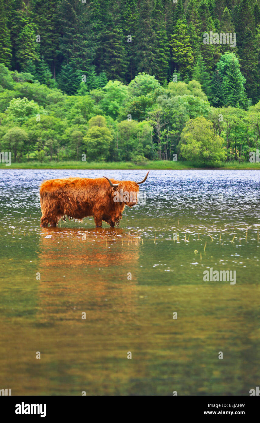Highland mucca fatto di raffreddamento in Loch Lubnaig in Scozia durante un caldo pomeriggio estivo Foto Stock
