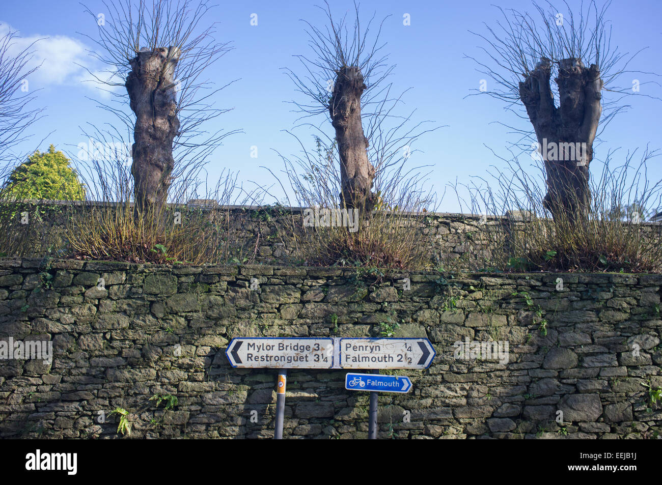 Pollarded alberi in Cornwall, Regno Unito Foto Stock