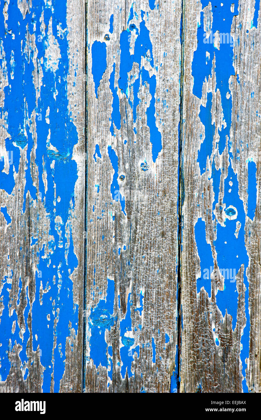 Peeling vernice blu che danno un aspetto invecchiato per questa sezione del capannone di legno Foto Stock
