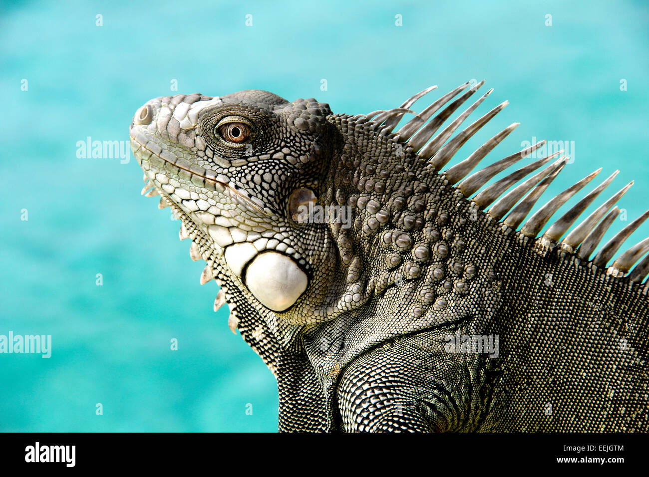 Iguana close up con un blu oceano tropicale come sfondo. Foto Stock