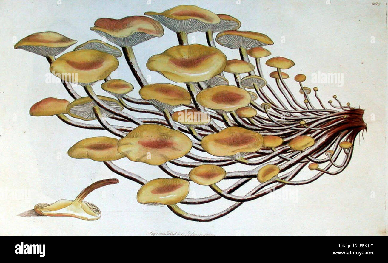 James Sowerby (1757–1822) è stato un illustratore botanico e naturalista inglese, meglio conosciuto per le sue opere su piante, funghi e conchiglie britanniche. I suoi contributi all'arte scientifica comprendono illustrazioni dettagliate di piante in «Botanica inglese» e «Botanica esotica». Foto Stock