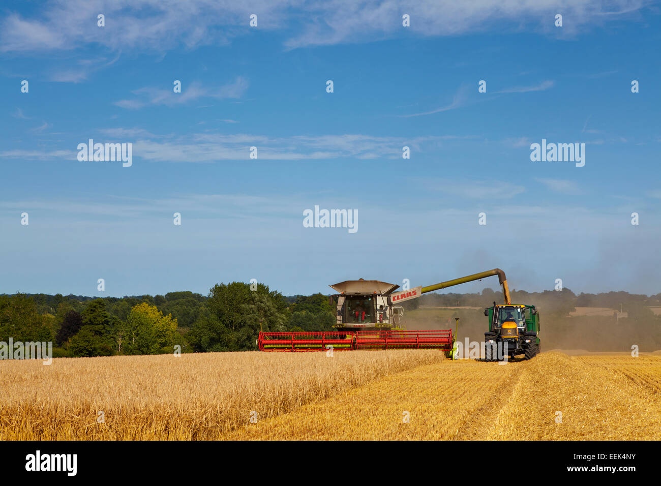 Mietitrebbia lavora in un campo di Norfolk la raccolta di orzo invernale. Foto Stock