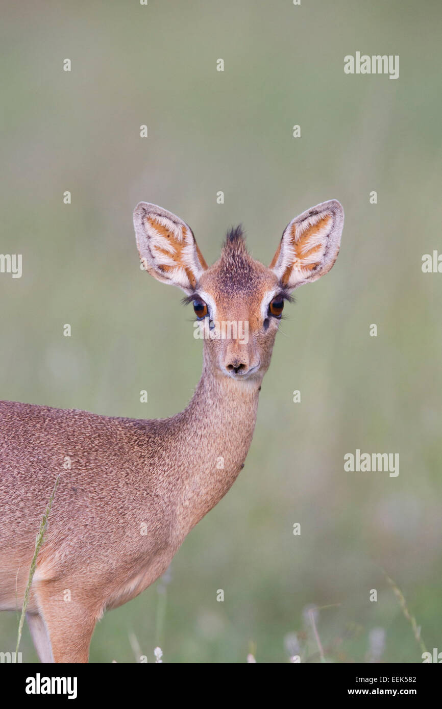 Ritratto di un Kirk's dik-dik (Madoqua kirkii) nel Samburu National Park, Kenya Foto Stock