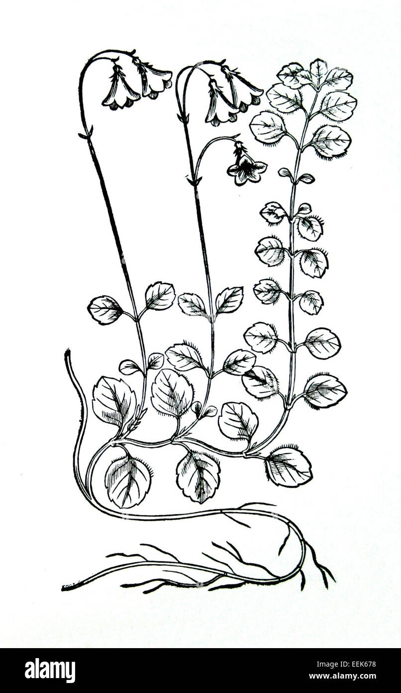 La Linnaea borealis, comunemente nota come twinflower, è una piccola pianta perenne originaria dell'emisfero settentrionale, caratterizzata da delicati fiori rosa o bianchi e foglie accoppiate. Foto Stock