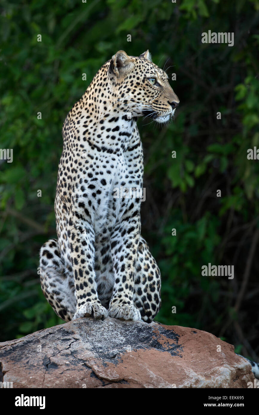 Leopard femmina (Panthera pardus) seduto su una roccia in cerca di preda Foto Stock