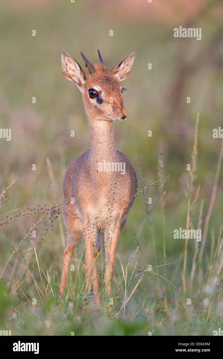 Adulto di Kirk dik-dik (Madoqua kirkii) in piedi di fronte alla macchina fotografica Foto Stock