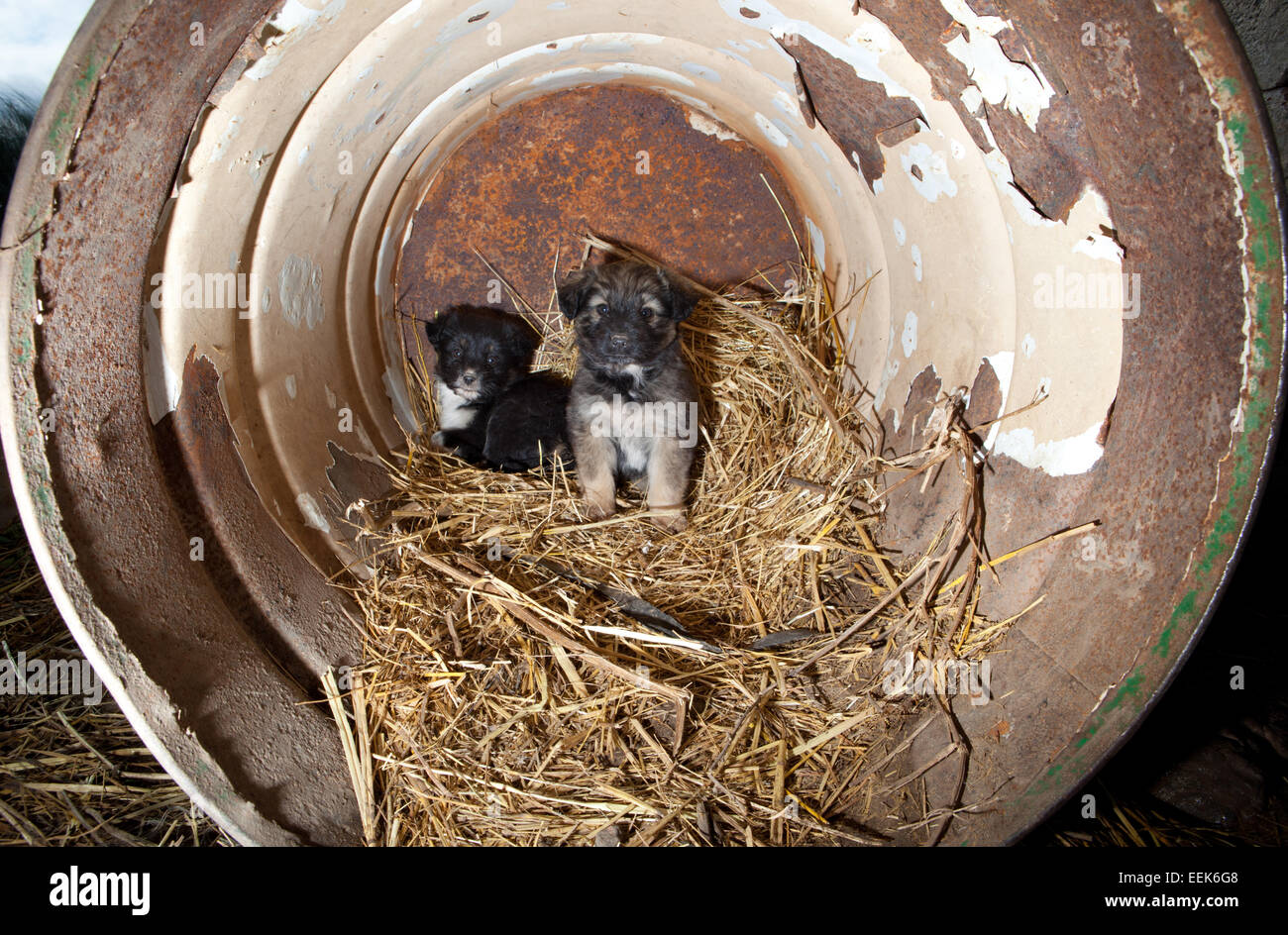 Adorabili Cuccioli Cani al paese membro dormire dentro una grande rusty può Foto Stock