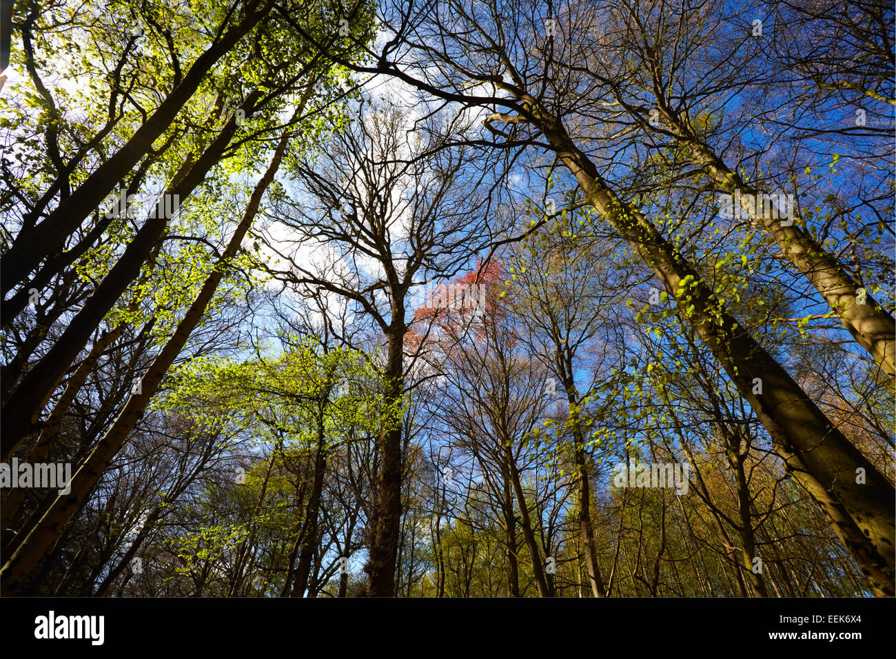 Alberi da bosco visto da un angolo basso Foto Stock