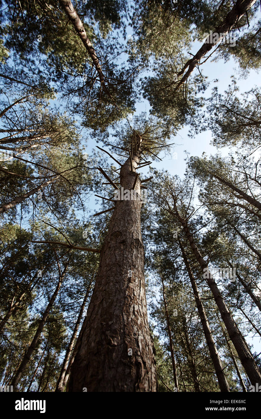 Alberi da bosco visto da un angolo basso Foto Stock
