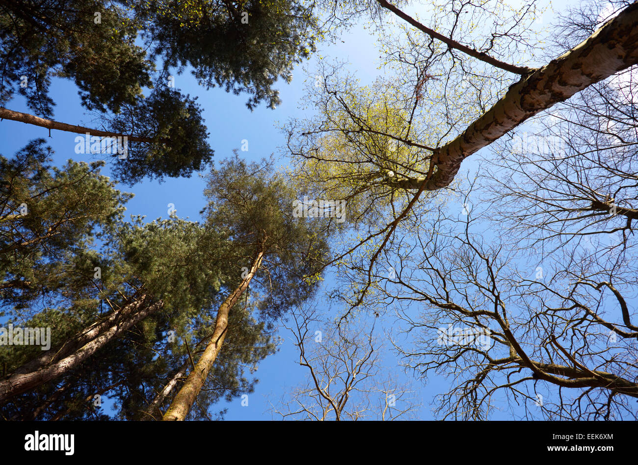 Alberi da bosco visto da un angolo basso Foto Stock