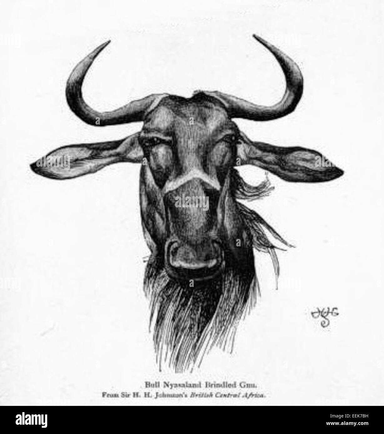 La GNU del Nyassaland, ora nota come GNU nero (Connochaetes gnou), è una grande antilope originaria dell'Africa meridionale. Caratterizzato dal suo rivestimento nero con sottoparti bianche e distintive marcature facciali, abita praterie e boschi aperti. Gli sforzi di conservazione sono stati cruciali per proteggere questa specie dal bracconaggio e dalla perdita dell'habitat. Foto Stock