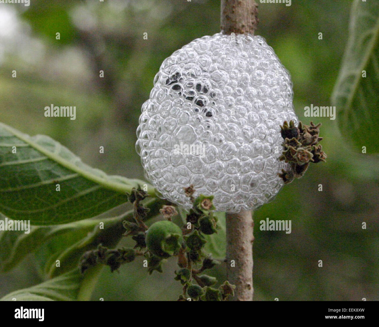 Gli Spittlebugs sono piccoli insetti noti per i loro distintivi nidi di schiuma che creano per la protezione durante la loro fase ninfa. Si trovano comunemente nei giardini e sulle piante. Foto Stock
