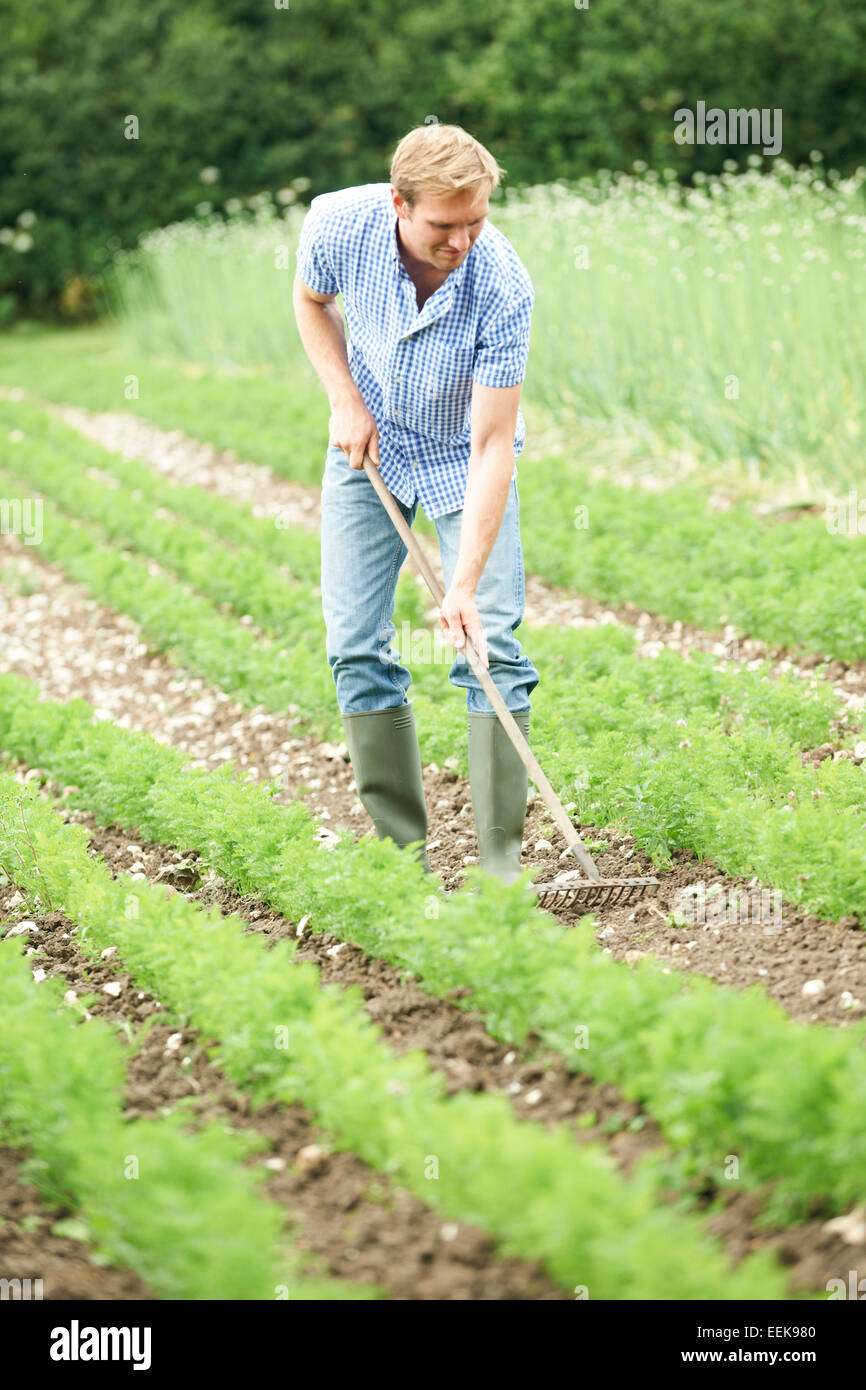 Agricoltore lavora in azienda agricola biologica di rastrellamento del campo di carote Foto Stock