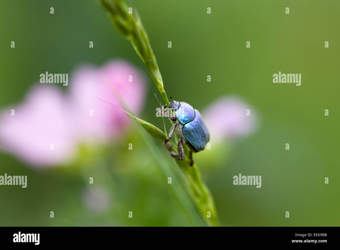 Hoplia coerulea. Scarabeo maschio beetle salendo una levetta di erba. Foto Stock