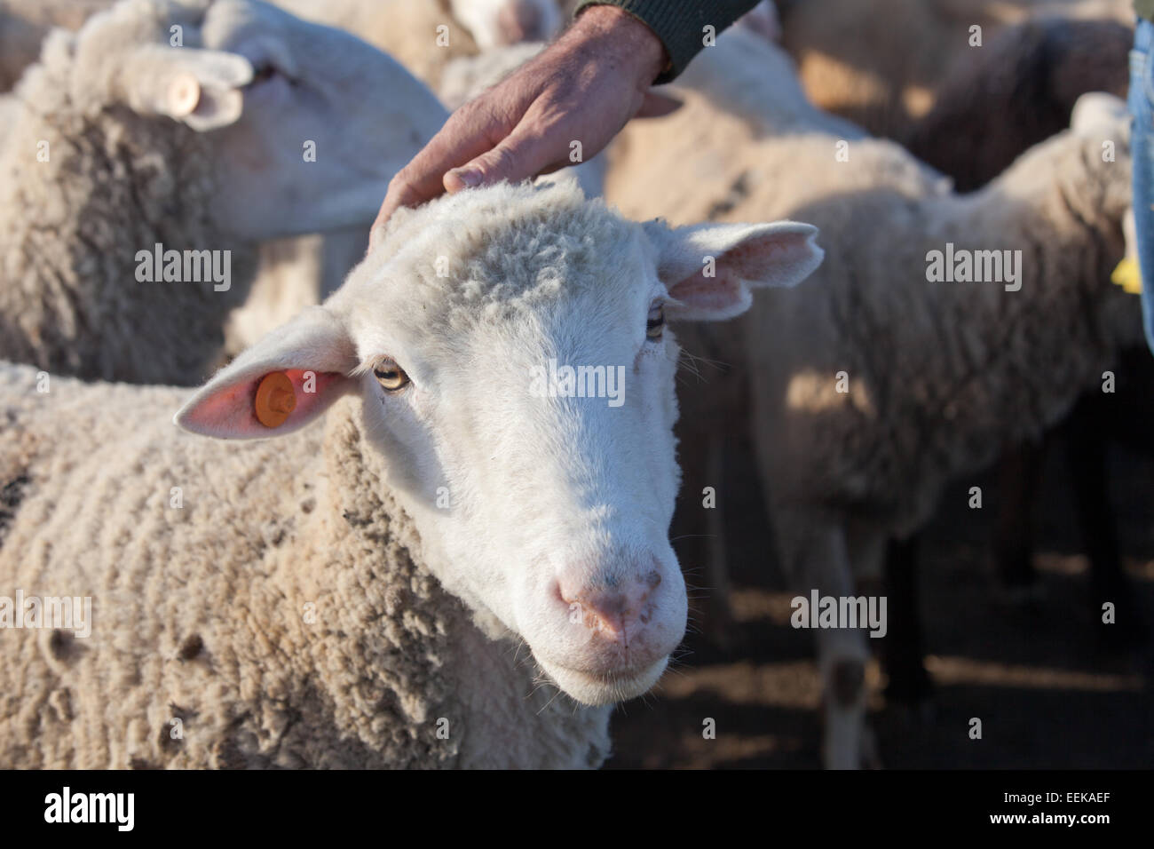 La mano del pastore accarezzare una testa di pecora, Estremadura, Spagna Foto Stock