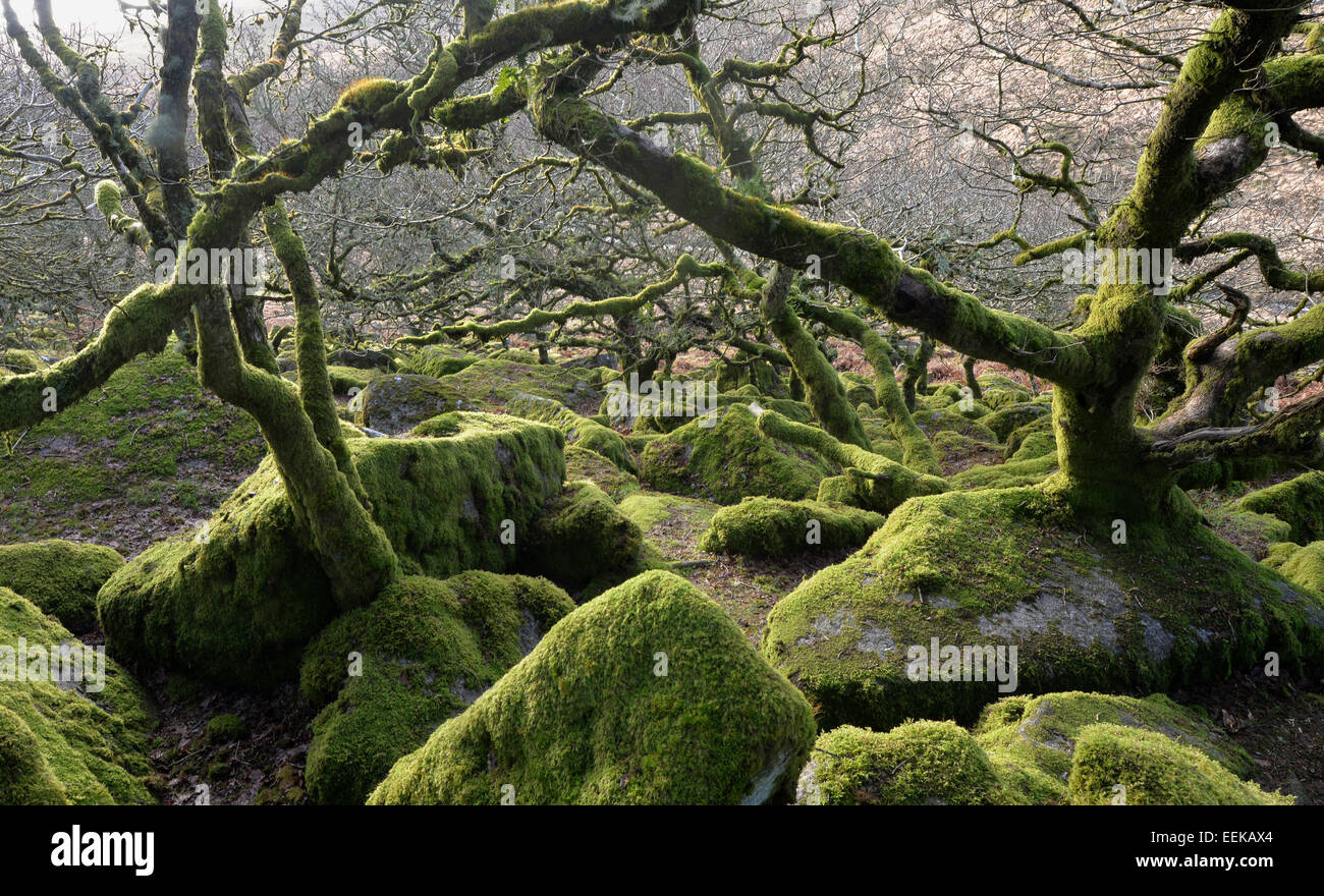 Wistman il legno sul Dartmoor nel Devon. Nana antichi alberi di quercia impostato tra i massi di granito. Stranamente bella e atmosferica. Foto Stock