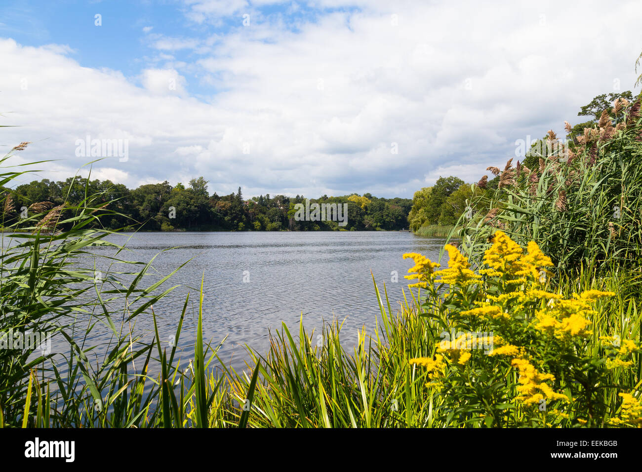 Un bellissimo lago con copyspace e piante in primo piano Foto Stock