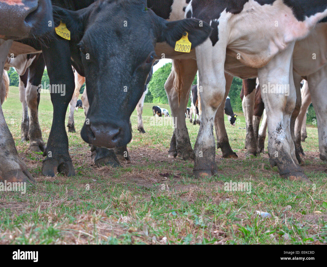 Cow la piegatura verso il basso per vedere ciò che il fotografo è fino a. guarda direttamente la fotocamera Foto Stock