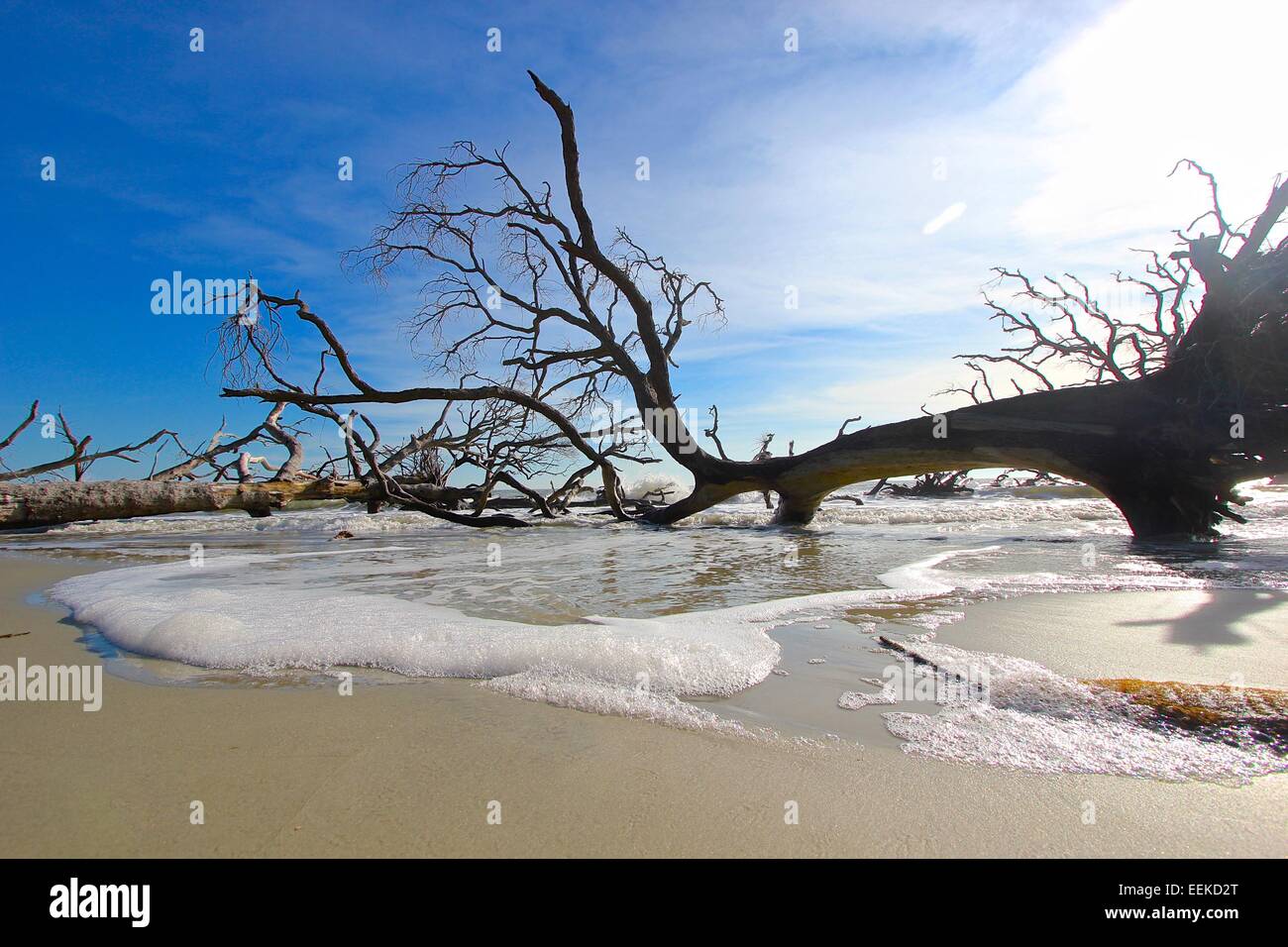 Albero in ocean South Carolina caccia Beach State Park Foto Stock