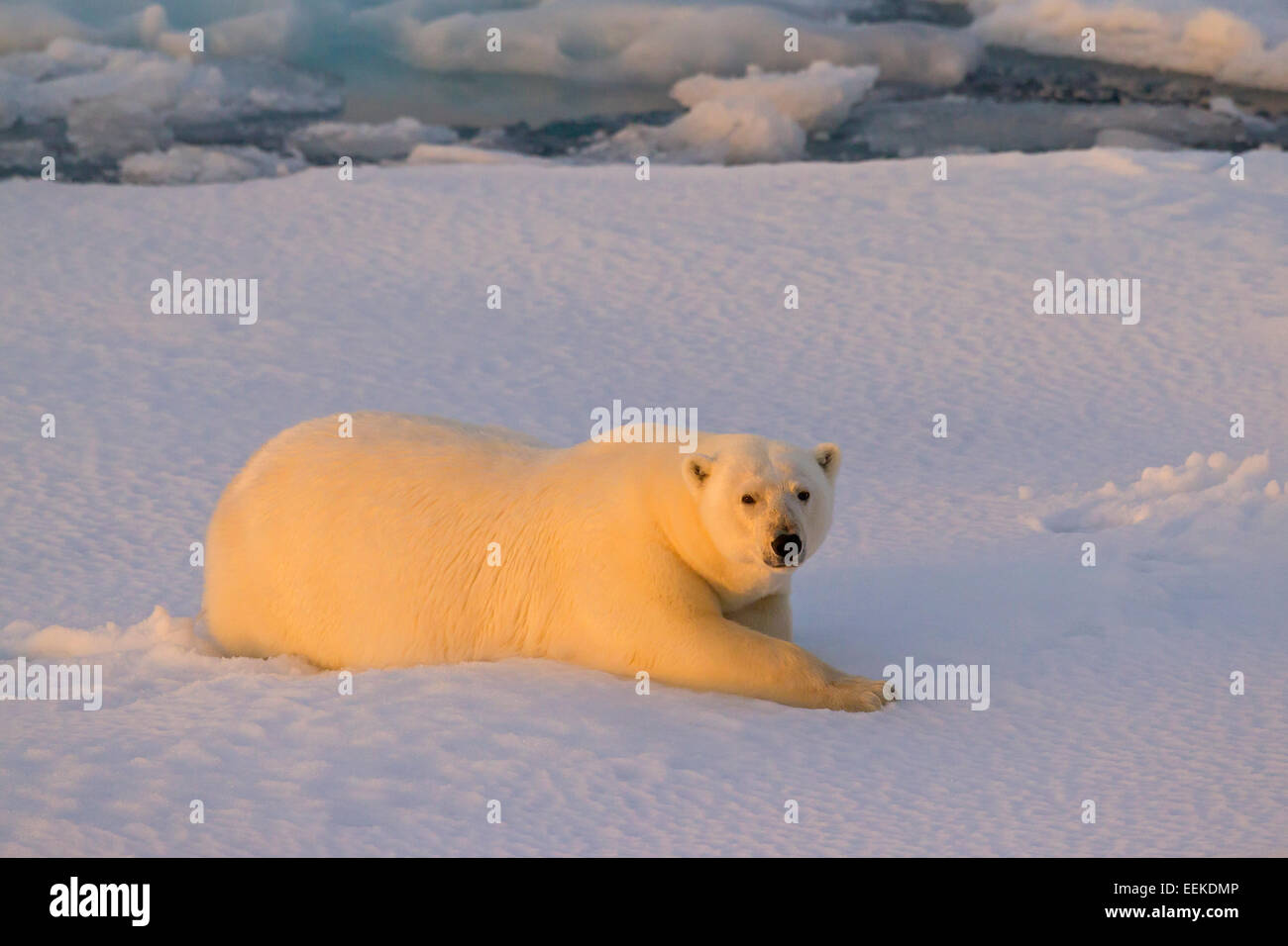 Orso polare (Ursus maritimus / Thalarctos maritimus) appoggiato sulla banchisa al tramonto, Svalbard, Norvegia Foto Stock