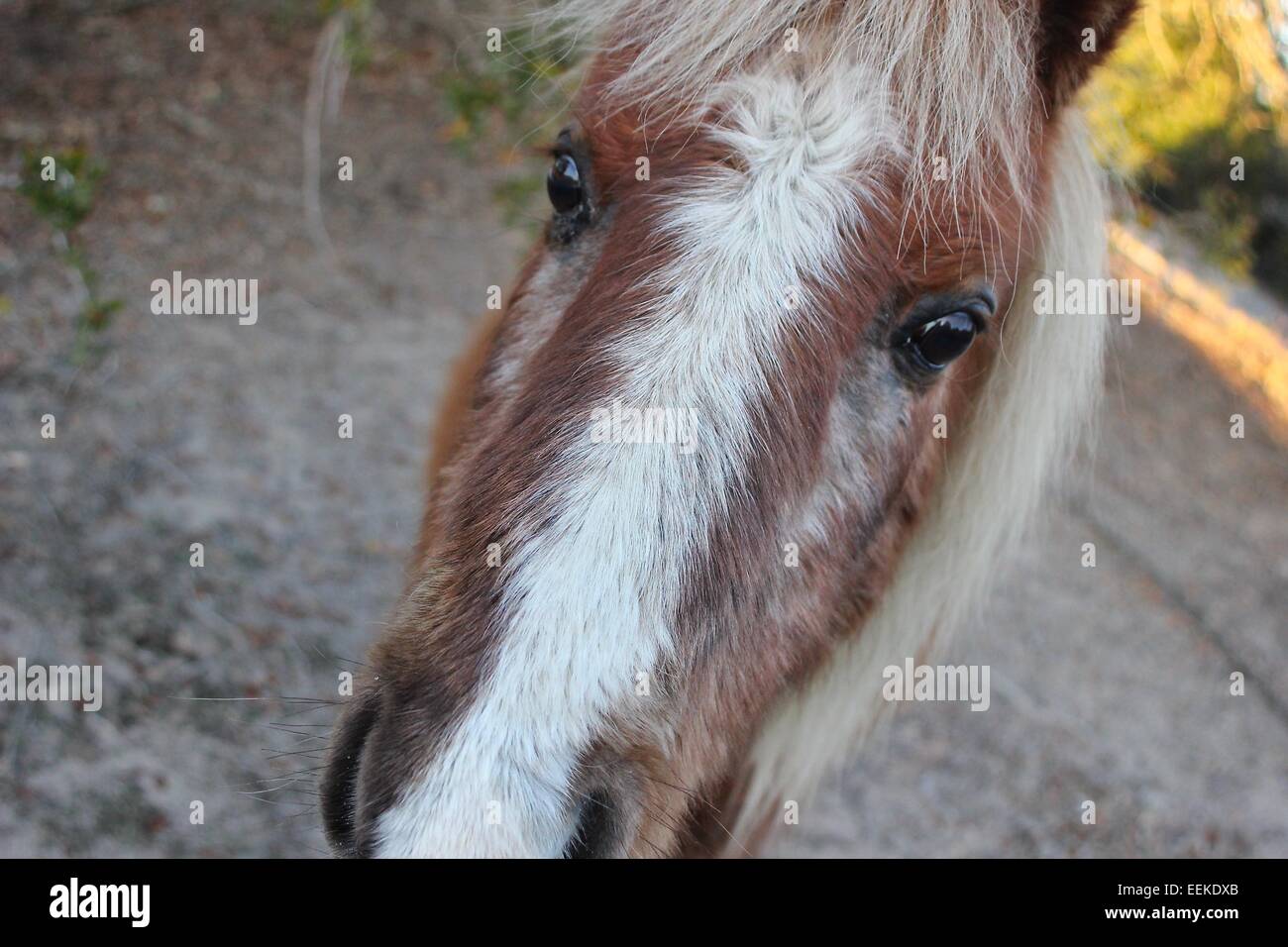 Pony selvatici in Carolina del Sud Foto Stock