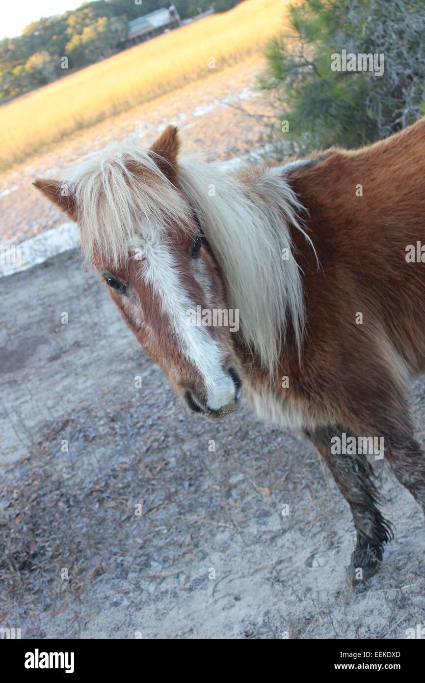 Pony selvatici in Carolina del Sud Foto Stock