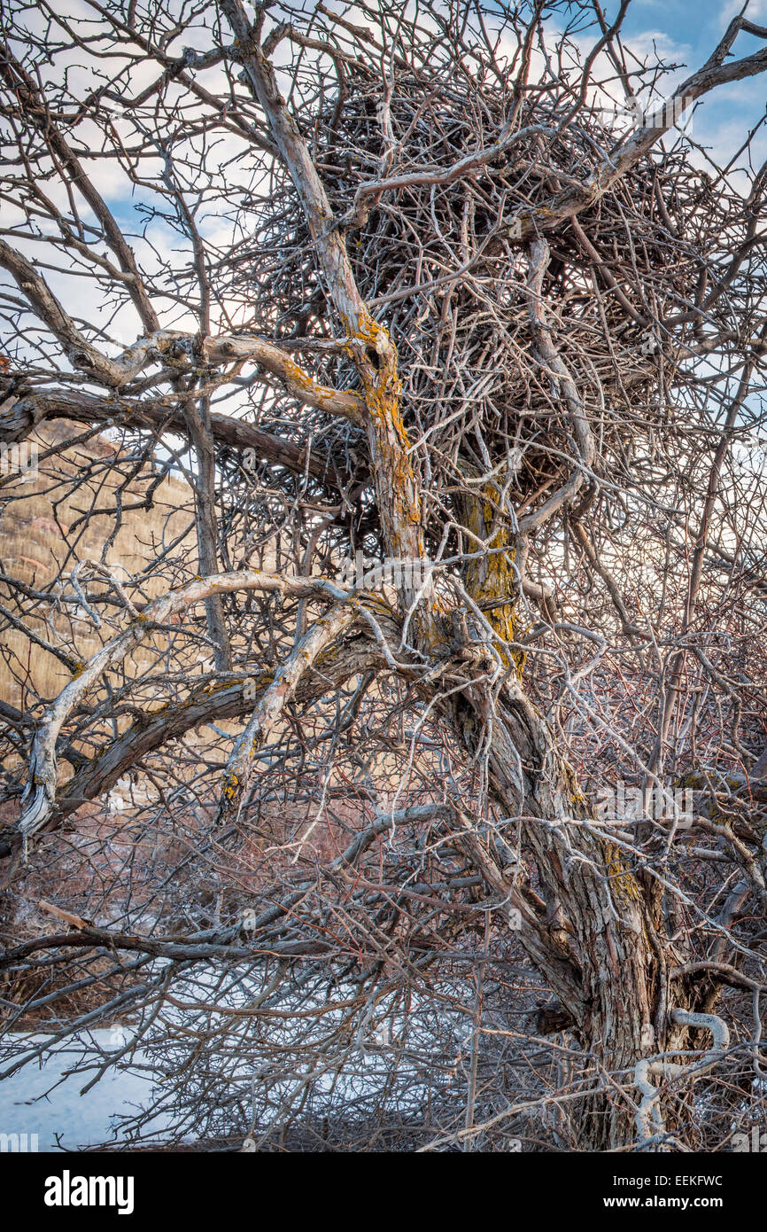 Confuso gazza nido costruito di stick su un albero cespuglioso in inverno Foto Stock