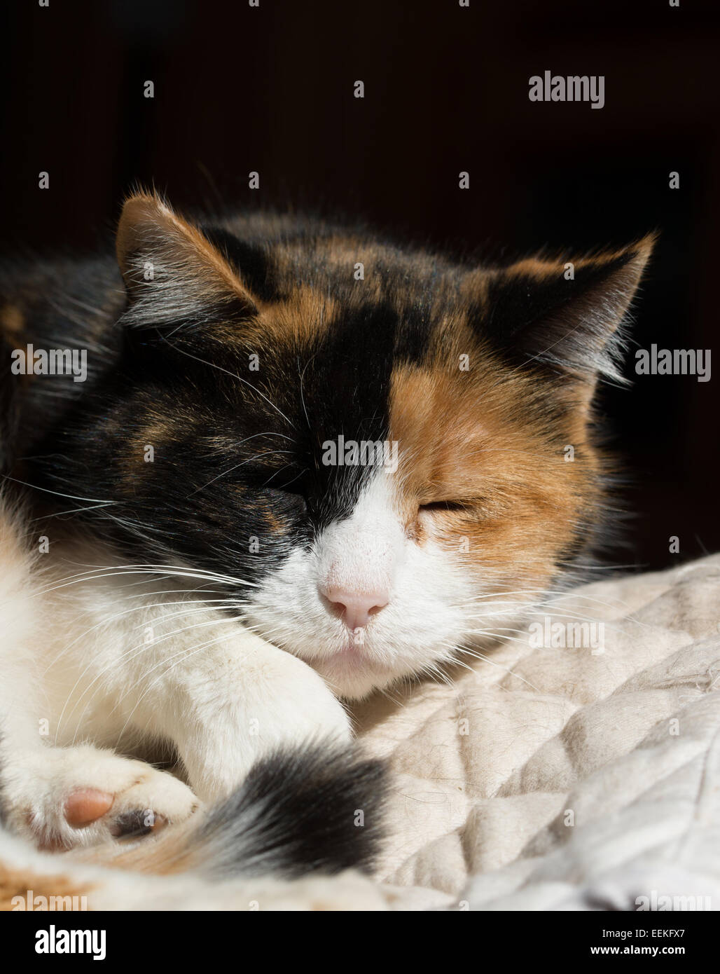 Bella gatta calico dormire in un posto soleggiato Foto Stock