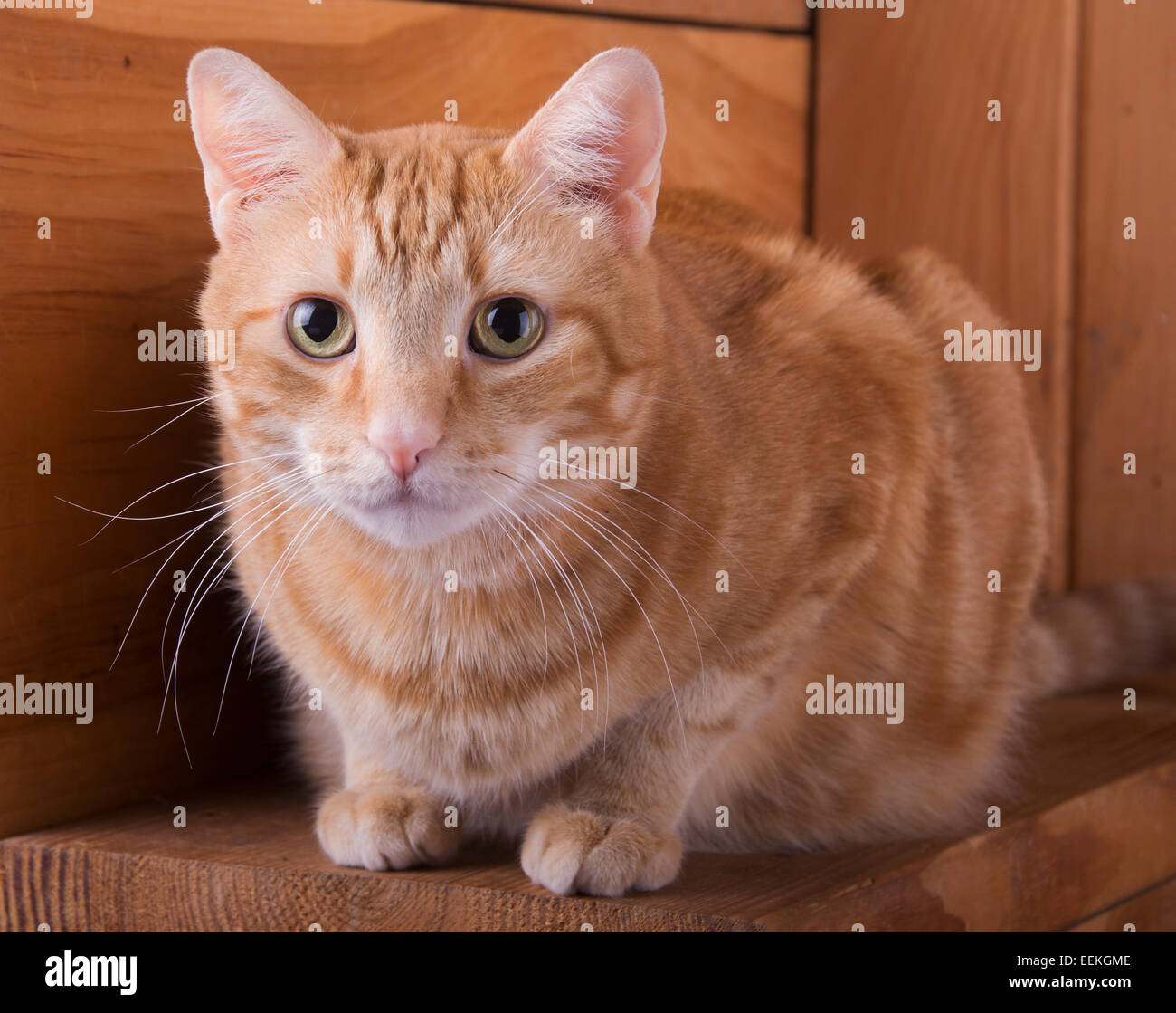 Orange tabby cat in appoggio su rustiche gradini in legno Foto Stock