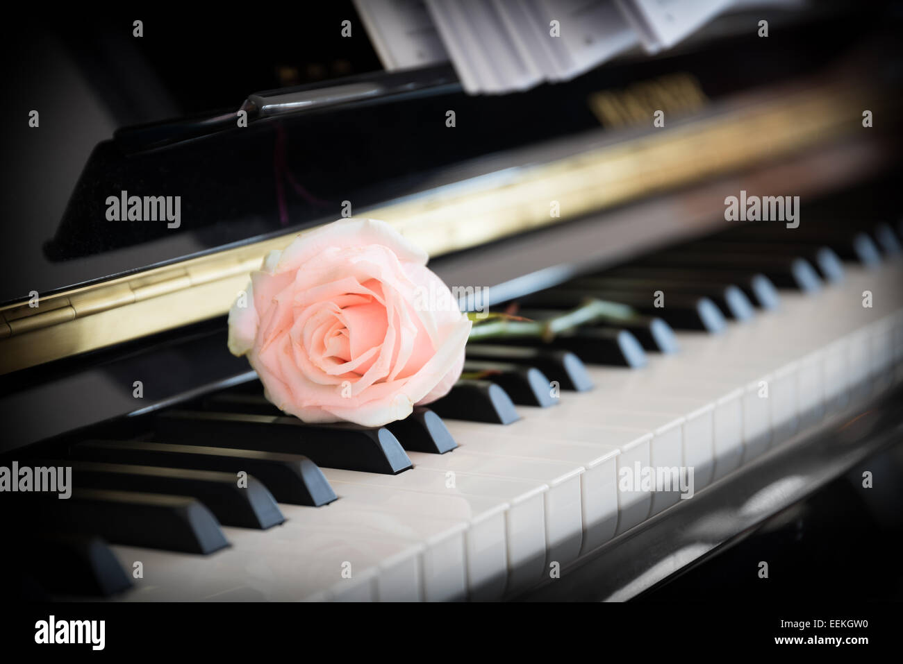 Rosa pallido rosa sul pianoforte Foto Stock