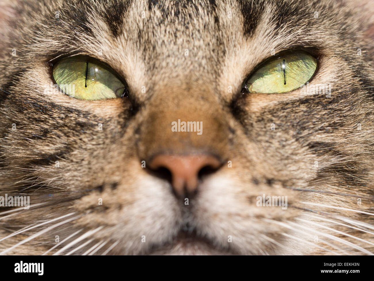 Gli occhi verdi di una brown tabby cat, illuminato dal sole Foto Stock